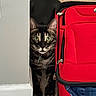 cat, tabby, green_eyes, curious, peeking, red_suitcase, luggage, carpet, indoor, wall, corner, pet, feline, whiskers, ears, collar, home, curiosity, animal, domestic