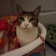 Neko participe au concours pour gagner de l'argent avec cette photo : cat, pet, indoor, blanket, cozy, bed, feline, curious, animal, cute, soft, toy, resting, comfort, closeup, fur, whiskers, ears, eyes, home