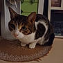 cat, tabby_cat, pet, indoor, decor, mat, table, face, whiskers, ears, eyes, home, cozy, curious, feline, fur, domestic_animal, brown, white, black
