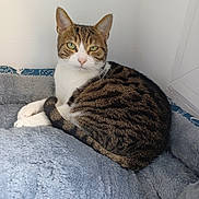 Neko a rejoint le concours — aidez-le/la à gagner de superbes lots ! animal, bed, cat, closeup, comfort, cozy, cute, domestic_cat, feline, fur, green_eyes, indoor, mammal, pet, relaxed, resting, sleeping_area, tabby, tail, whiskers