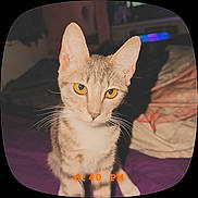 Grace is registered to the contest to win money with this photo: cat, feline, pet, animal, portrait, close_up, standing, yellow_eyes, pointed_ears, whiskers, short_hair, tabby, cream_fur, indoor, bedroom, blanket, bedding, timestamp, photograph, curious