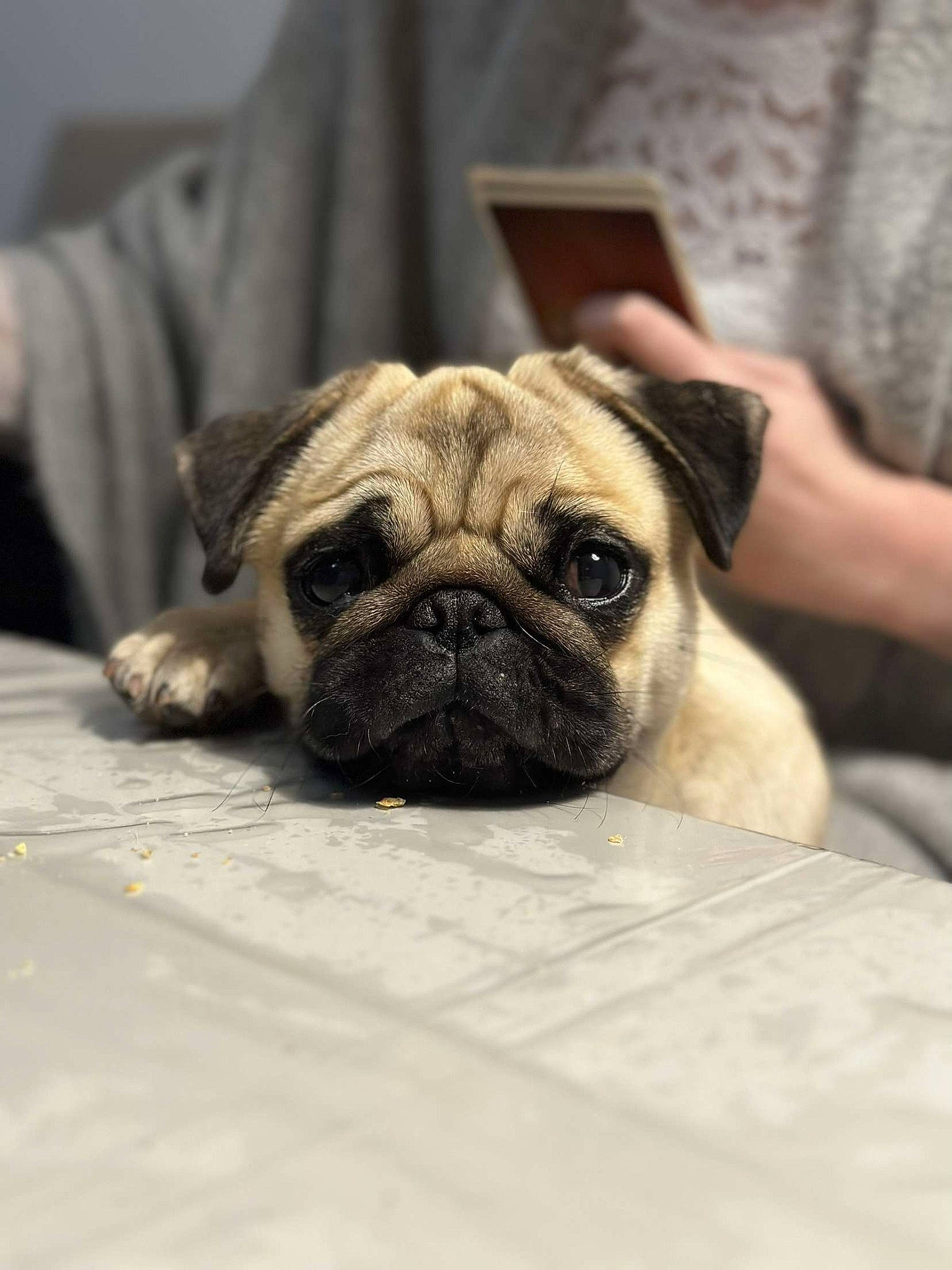 Toupie participe au concours pour gagner de l'argent avec cette photo : canidae, carnivore, comfort, companion_dog, dog, dog_breed, eye, fawn, fur, non_sporting_group, plant, pug, snout, sporting_group, terrestrial_animal, toy_dog, whiskers, wood, working_animal, wrinkle