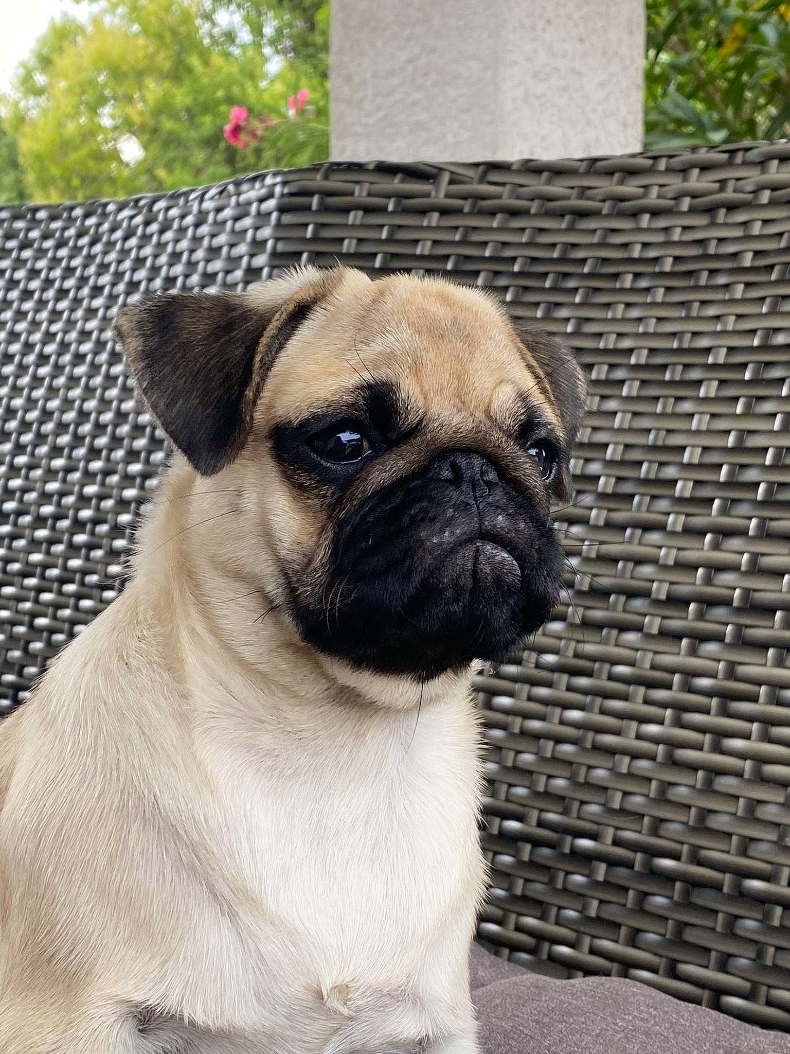 Toupie participe au concours pour gagner de l'argent avec cette photo : ancient_dog_breeds, canidae, carnivore, companion_dog, dog, dog_breed, fawn, non_sporting_group, plant, pug, snout, sporting_group, toy_dog, tree, whiskers, working_animal, wrinkle