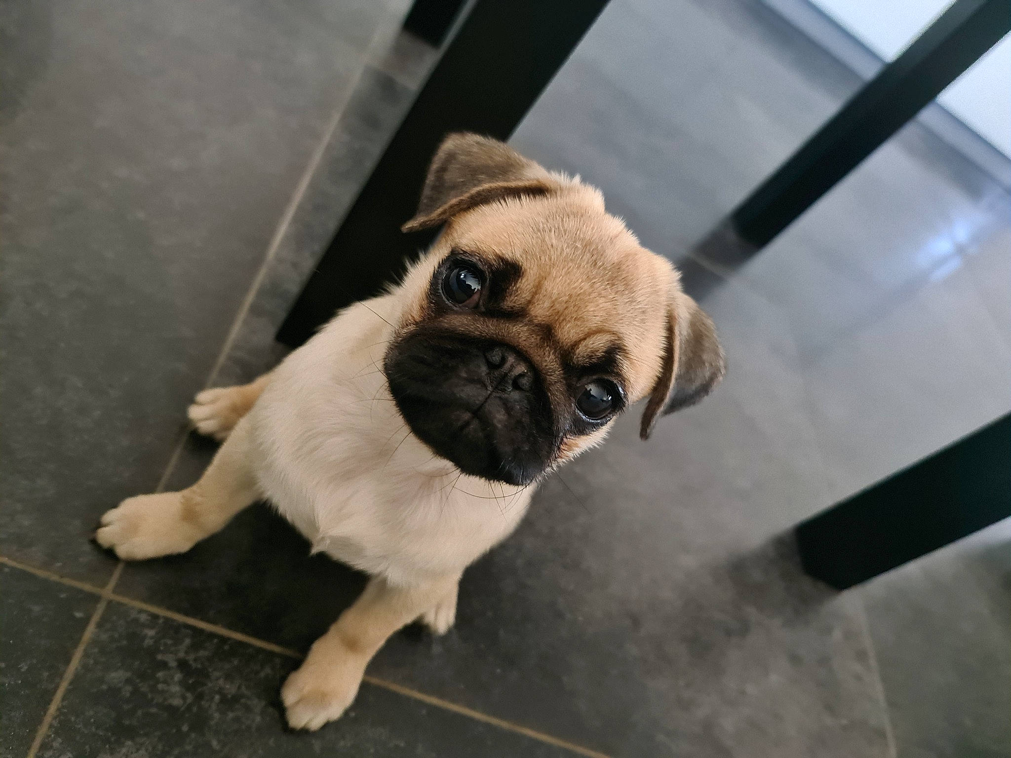 Toupie participe au concours pour gagner de l'argent avec cette photo : canidae, carnivore, companion_dog, dog, dog_breed, fawn, floor, flooring, fur, hardwood, metal, non_sporting_group, paw, pug, snout, sporting_group, toy_dog, wood, working_animal, wrinkle