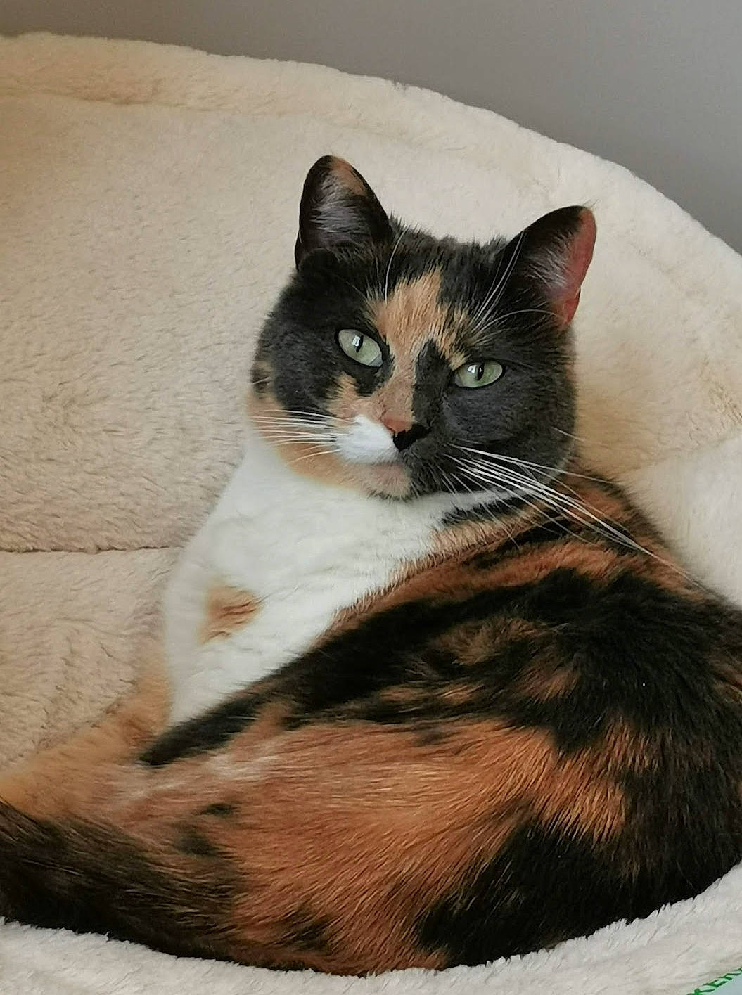 Princesse participe au concours pour gagner de l'argent avec cette photo : carnivore, cat, comfort, domestic_short_haired_cat, felidae, fur, paw, sitting, small_to_medium_sized_cats, snout, tail, terrestrial_animal, tree, whiskers, window