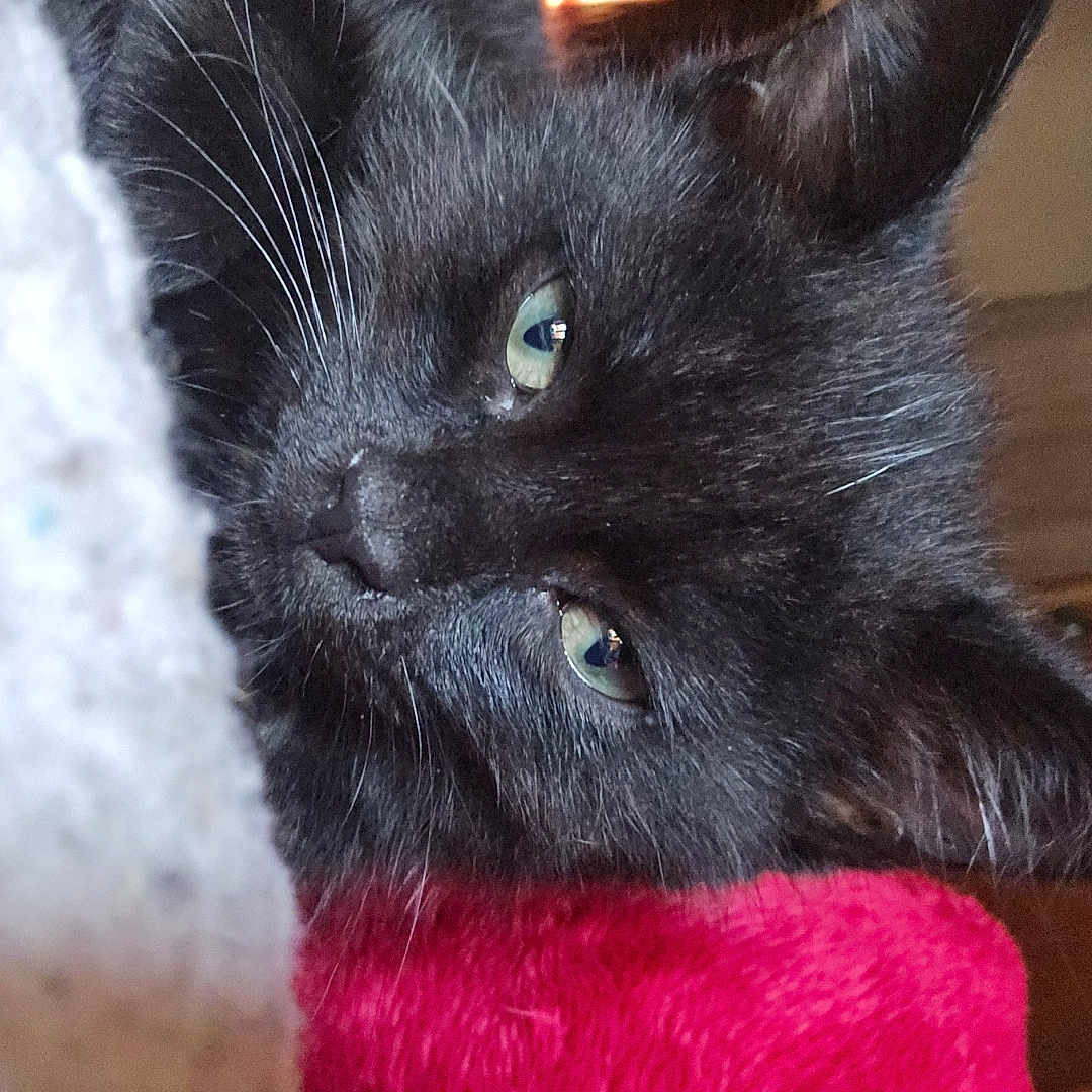 Billy