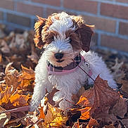 Rosie Clover is registered to the contest to win money with this photo: puppy, dog, autumn_leaves, fall, brick_wall, outdoor, pet, curly_fur, pink_harness, sunlight, nature, playful, young_dog, leaf_pile, cute, animal, fur, small_dog, daylight, background