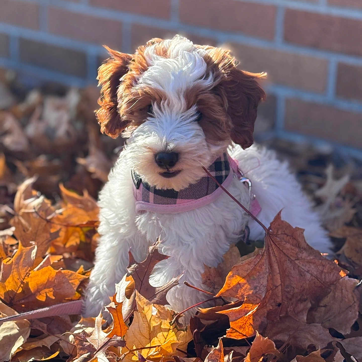 Rosie Clover is registered to the contest to win money with this photo: animal, autumn_leaves, background, brick_wall, curly_fur, cute, daylight, dog, fall, fur, leaf_pile, nature, outdoor, pet, pink_harness, playful, puppy, small_dog, sunlight, young_dog