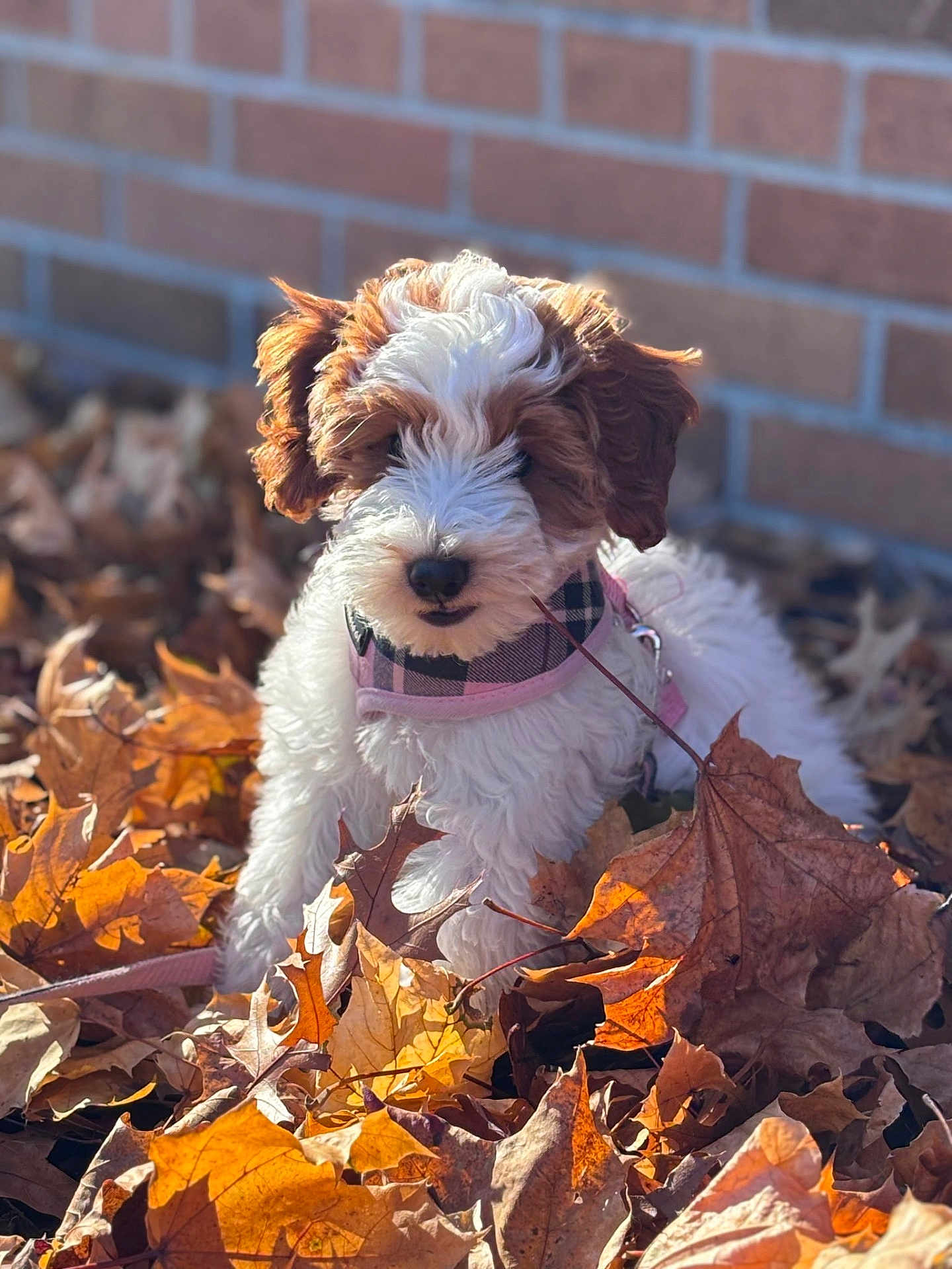 Rosie Clover is registered to the contest to win money with this photo: puppy, dog, autumn_leaves, fall, brick_wall, outdoor, pet, curly_fur, pink_harness, sunlight, nature, playful, young_dog, leaf_pile, cute, animal, fur, small_dog, daylight, background