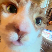 Viper is registered to the contest to win money with this photo: animal, cat, close_up, closeup, curiosity, curious, cute, domestic, ears, expression, face, feline, fur, home, indoor, nose, pet, tongue_out, whiskers, wide_eyes