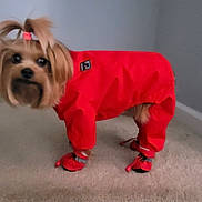 Bella Elliott is registered to the contest to win money with this photo: animal, booties, carpet, curious, cute, dog, domestic_animal, four_legs, fur, hairstyle, home, indoor, looking, pet, raincoat, red_clothing, small_dog, stairs, standing, topknot