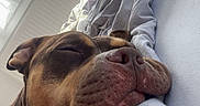 Valko a rejoint le concours — aidez-le/la à gagner de superbes lots ! dog, bulldog, sleeping, sleepy, pet, animal, closeup, portrait, brown_and_white, wrinkled, muzzle, nose, ears, closed_eyes, resting, bed, pillow, blanket, bedroom, indoor