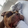 dog, bulldog, sleeping, sleepy, pet, animal, closeup, portrait, brown_and_white, wrinkled, muzzle, nose, ears, closed_eyes, resting, bed, pillow, blanket, bedroom, indoor