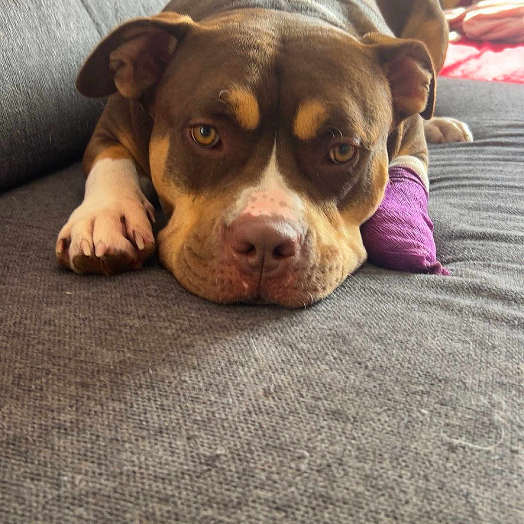 Valko participe au concours pour gagner de l'argent avec cette photo : dog, pet, animal, brown_dog, white_markings, lying_down, sleepy, relaxed, face, eyes, nose, paws, floppy_ears, sofa, couch, blanket, living_room, indoor, sunlight, portrait