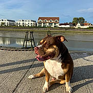 Valko a rejoint le concours — aidez-le/la à gagner de superbes lots ! dog, brown_dog, white_chest, sitting, outdoor, waterfront, riverside, sunlight, golden_hour, tongue_out, squinting, portrait, pavement, concrete, canal, houses, buildings, reflection, urban_landscape, happy