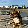 dog, brown_dog, white_chest, sitting, outdoor, waterfront, riverside, sunlight, golden_hour, tongue_out, squinting, portrait, pavement, concrete, canal, houses, buildings, reflection, urban_landscape, happy