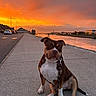 Valko participe au concours pour gagner de l'argent avec cette photo : dog, pet, canine, sitting, leash, collar, brown_and_white, muscular, short_hair, portrait, waterfront, canal, promenade, sunset, orange_sky, reflection, road, cars, buildings, outdoor