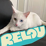 Marty participe au concours pour gagner de l'argent avec cette photo : abyssinian, angora, animal, architecture, building, cat, cushion, door, homedecor, kitten, manx, mat, number, outdoors, person, pet, shelter, siamese, symbol, text