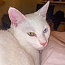 Marty a rejoint le concours — aidez-le/la à gagner de superbes lots ! abyssinian, angora, animal, bed, bedroom, cat, computerhardware, electronics, furniture, hardware, indoors, kitten, manx, monitor, pet, room, screen, siamese, tv, white