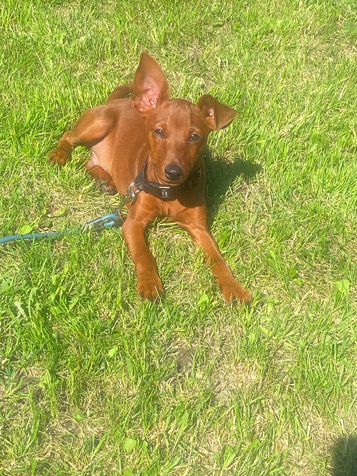 Asko participe au concours pour gagner de l'argent avec cette photo : dog, puppy, grass, leash, collar, outdoor, sunlight, pet, animal, brown, ears, playful, nature, summer, young, cute, canine, resting, daylight, greenery