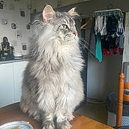 Uno participe au concours pour gagner de l'argent avec cette photo : cat, fluffy, gray, table, indoor, kitchen, domestic, pet, feline, fur, whiskers, food_can, wooden_table, clothes, hanger, chair, window_light, portrait, sitting, side_view