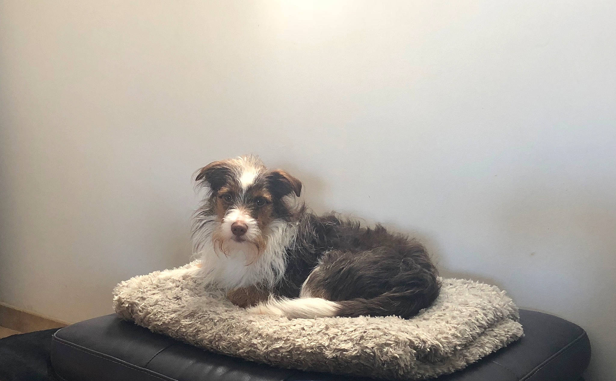 Macaron a rejoint le concours — aidez-le/la à gagner de superbes lots ! canidae, carnivore, chair, comfort, companion_dog, dog, dog_breed, dog_supply, felidae, fur, furniture, non_sporting_group, pet_supply, small_terrier, snout, sporting_group, tail, terrier, toy_dog, working_animal