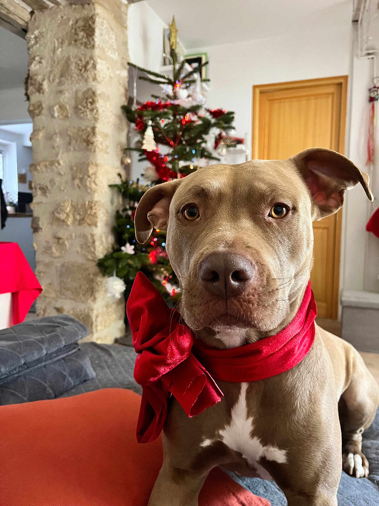 Tina participe au concours pour gagner de l'argent avec cette photo : dog, red_bow, christmas_tree, holiday_decor, indoor, furniture, sofa, cushion, stone_wall, door, festive_lights, pet, canine, portrait, brown_dog, decorations, holiday, living_room, celebration, cute