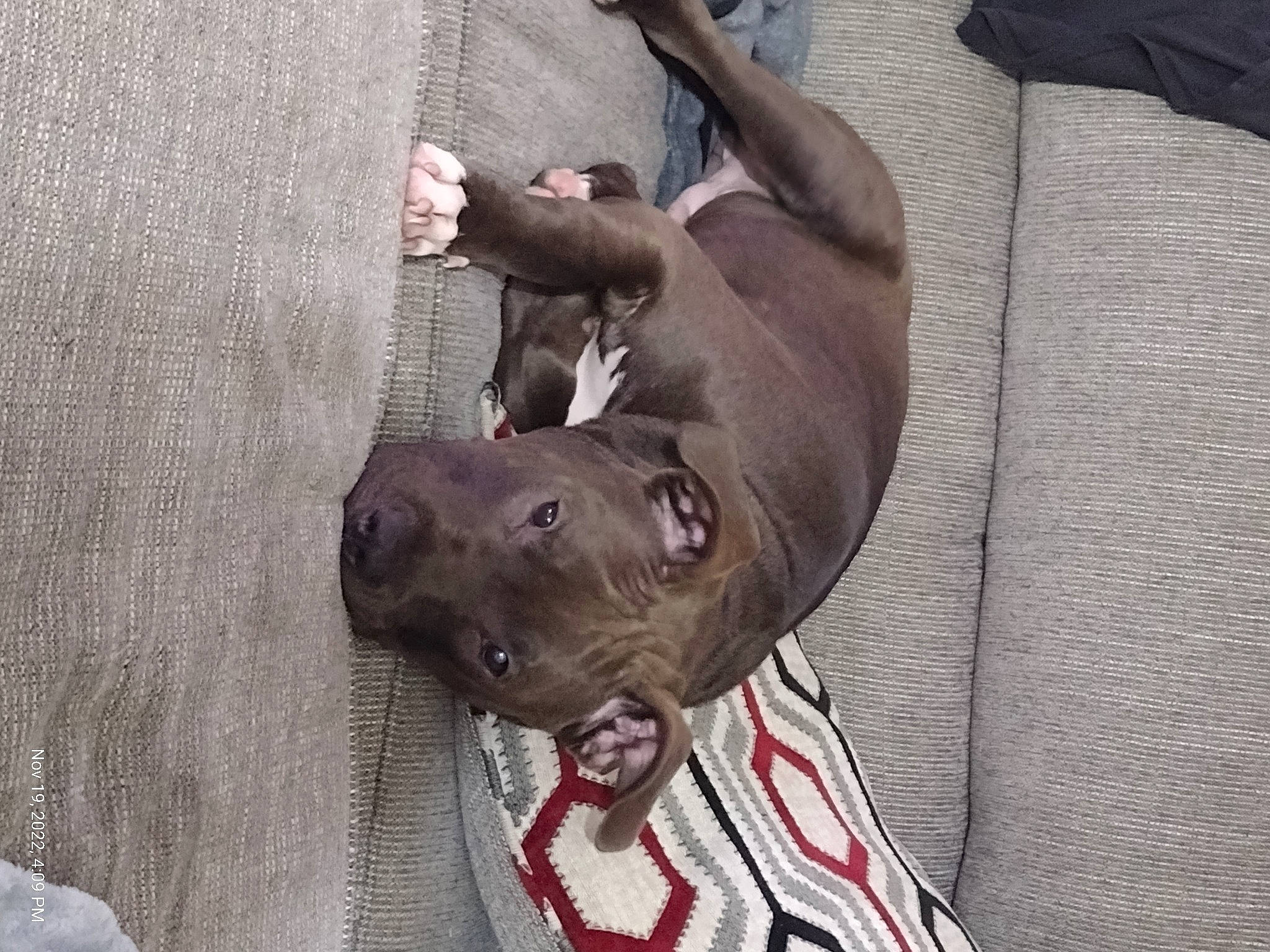 Dash is registered to the contest to win money with this photo: canidae, carnivore, collar, comfort, companion_dog, dog, dog_breed, dog_collar, dog_supply, fawn, grey, guard_dog, liver, non_sporting_group, pattern, pet_supply, snout, sporting_group, terrestrial_animal, working_animal