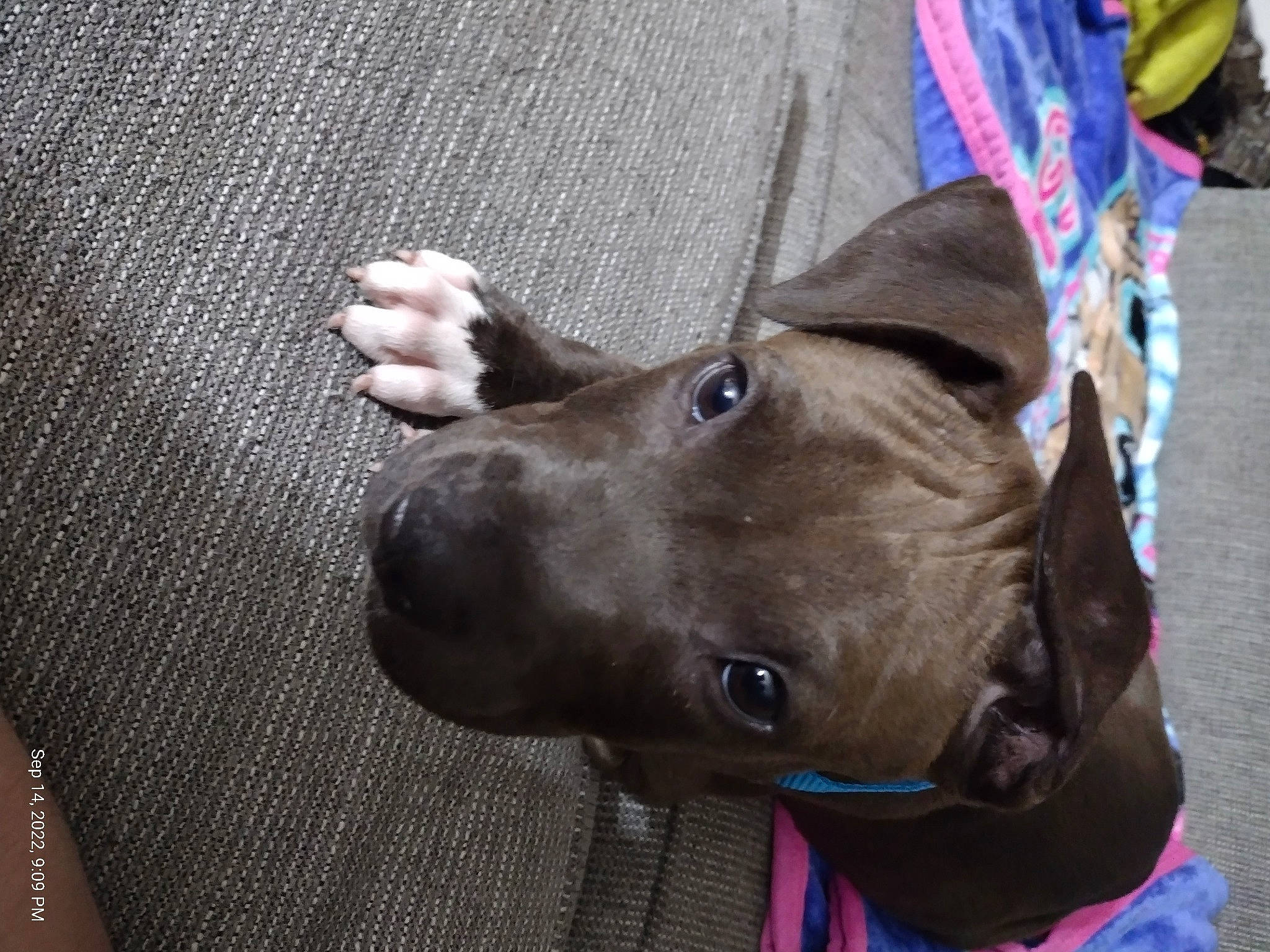 Dash joined the competition — help win amazing prizes! adventure, canidae, carnivore, collar, companion_dog, dog, dog_breed, dog_collar, ear, electric_blue, fashion_accessory, fawn, gesture, liver, mexican_hairless_dog, pet_supply, snout, sporting_group, whiskers, working_animal