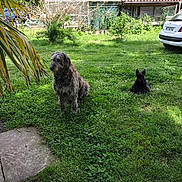Flower participe au concours pour gagner de l'argent avec cette photo : dog, grass, garden, backyard, house, car, greenery, pet, animal, outdoor, shaggy_dog, small_dog, relaxing, nature, daylight, fence, trees, plants, sitting, lying_down