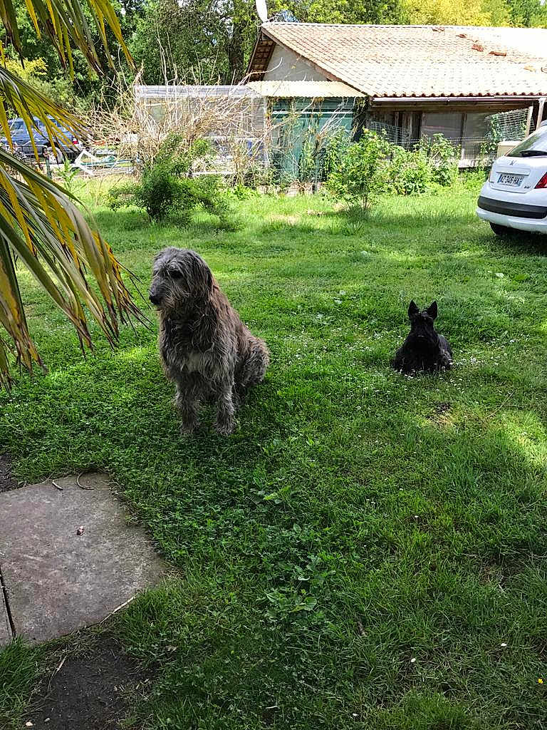 Flower participe au concours pour gagner de l'argent avec cette photo : dog, grass, garden, backyard, house, car, greenery, pet, animal, outdoor, shaggy_dog, small_dog, relaxing, nature, daylight, fence, trees, plants, sitting, lying_down