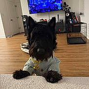Marie -France a rejoint le concours — aidez-le/la à gagner de superbes lots ! dog, black_dog, pet, jacket, gold_pendant, living_room, tv, wood_floor, dog_paws, furniture, dog_breed_scottie, indoor, home, curious, front_view, blanket, crate, electronics, modern_home, decor