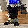 dog, black_dog, pet, jacket, gold_pendant, living_room, tv, wood_floor, dog_paws, furniture, dog_breed_scottie, indoor, home, curious, front_view, blanket, crate, electronics, modern_home, decor