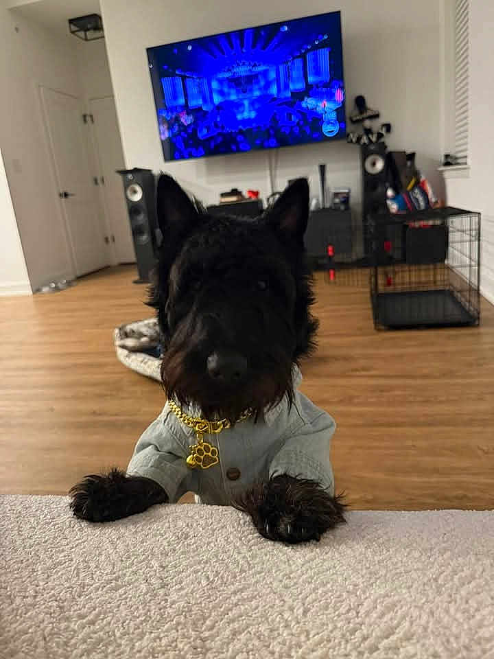 Marie -France a rejoint le concours — aidez-le/la à gagner de superbes lots ! dog, black_dog, pet, jacket, gold_pendant, living_room, tv, wood_floor, dog_paws, furniture, dog_breed_scottie, indoor, home, curious, front_view, blanket, crate, electronics, modern_home, decor