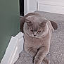 animal, baseboard, carpet, cat, cute, domestic_animal, expression, feline, floor, fluffy, gray_cat, indoor, looking_down, mammal, paws_crossed, pet, quiet, relaxed, resting, wall