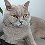 Mae is registered to the contest to win money with this photo: amber_eyes, animal, calm, cat, close_up, domestic_cat, feline, gray_fur, houseplant, indoor, keyboard, paw, pet, plant, quiet, relaxed, soft_fur, table, technology, whiskers