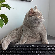 Mae joined the competition — help win amazing prizes! cat, closeup, curious, desk, domestic_animal, feline, fluffy, gray_cat, home, houseplant, indoor, keyboard, laptop, paw, pet, plant, relaxed, side_view, technology, whiskers