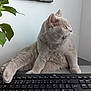 cat, closeup, curious, desk, domestic_animal, feline, fluffy, gray_cat, home, houseplant, indoor, keyboard, laptop, paw, pet, plant, relaxed, side_view, technology, whiskers