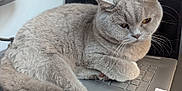 Mae joined the competition — help win amazing prizes! cat, gray_cat, laptop, keyboard, indoor, pet, feline, fur, whiskers, computer, technology, home_office, relaxed, animal, cute, domestic_cat, closeup, tablet, workstation, lamp