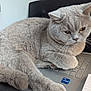 cat, gray_cat, laptop, keyboard, indoor, pet, feline, fur, whiskers, computer, technology, home_office, relaxed, animal, cute, domestic_cat, closeup, tablet, workstation, lamp