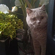 Mae is registered to the contest to win money with this photo: cat, flowers, greenery, white_flowers, indoor, curious, gray_cat, plant_vase, pet, feline, peeking, cozy, dim_light, floor, decor, closeup, animal, whiskers, ears, paws