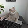 Mae is registered to the contest to win money with this photo: amber_eyes, animal, cat, curious, desk, feline, fur, gray_cat, green_leaves, home_office, indoor, keyboard, laptop, pet, plant_pot, potted_plant, relaxed, table, technology, whiskers