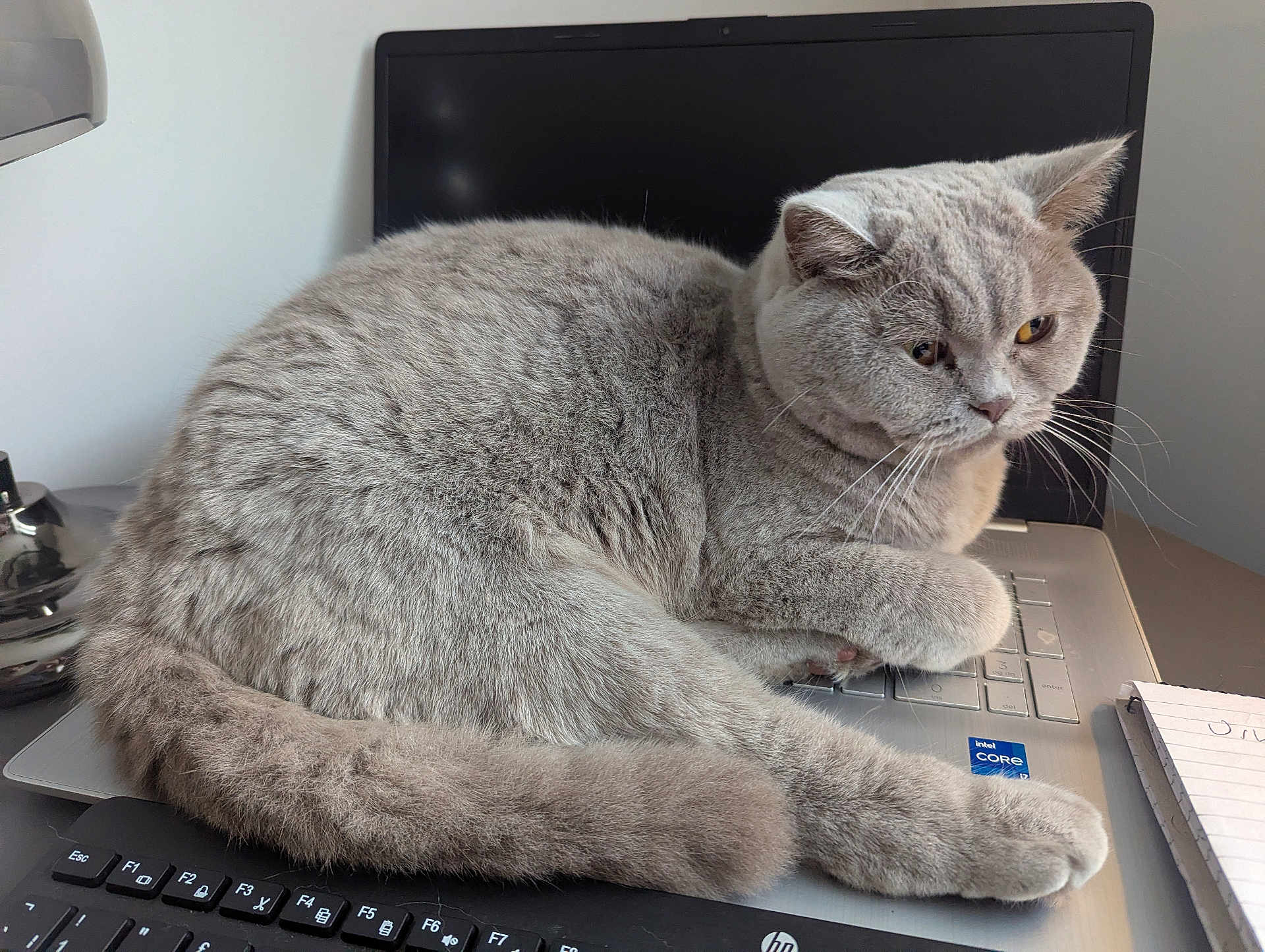Mae is registered to the contest to win money with this photo: cat, gray_cat, laptop, keyboard, notepad, desk, indoor, pet, feline, home_office, technology, computer, fur, whiskers, resting, curious, close_up, domestic_animal, animal, workspace