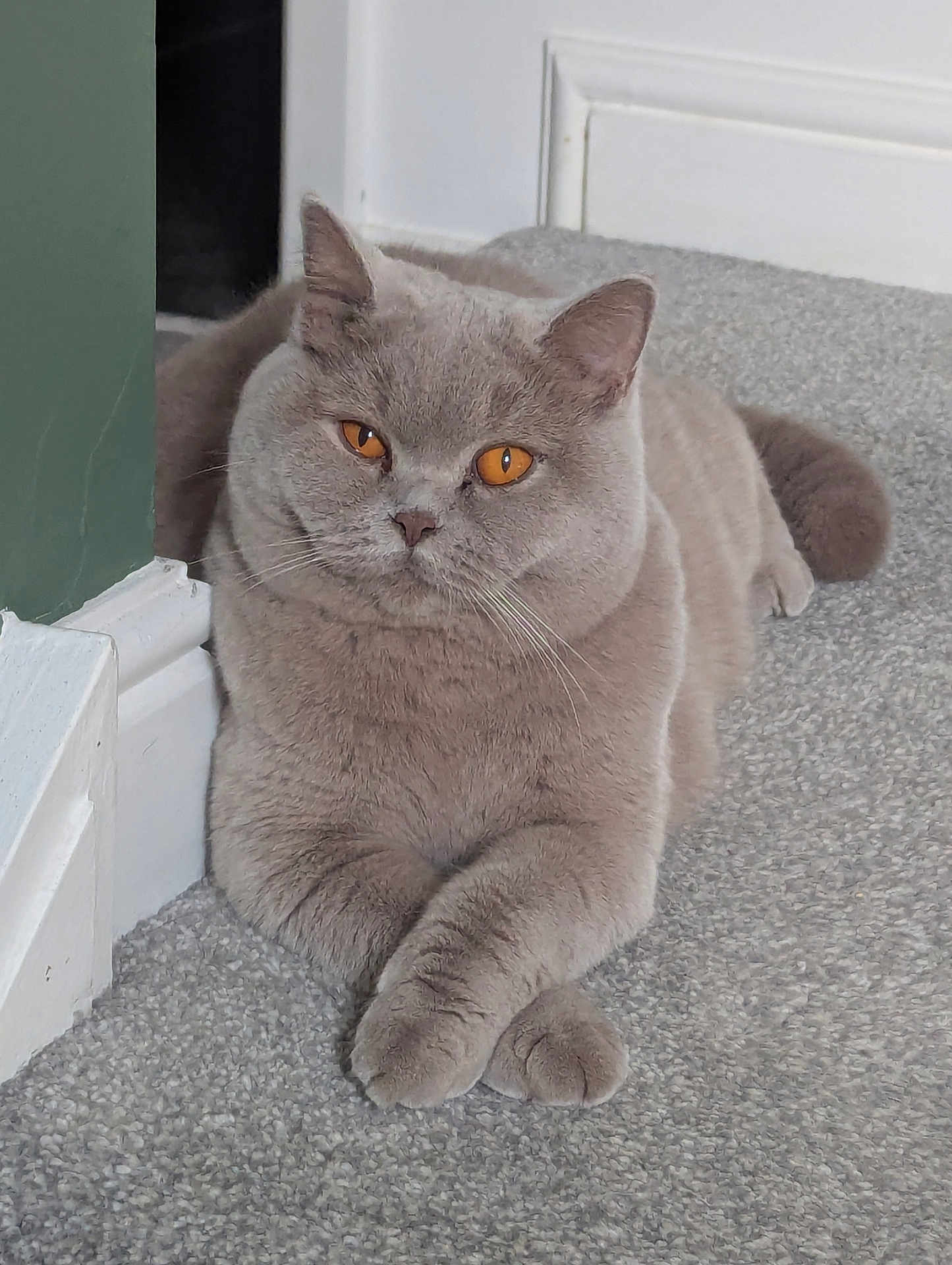 Mae