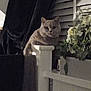 Mae joined the competition — help win amazing prizes! cat, indoor, railing, flower_pot, flowers, curtain, window_blinds, pet, animal, feline, white_railing, plant, domestic, looking, sitting, houseplant, home, cozy, quiet, still