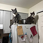 Tom And Jerry joined the competition — help win amazing prizes! cat, cats, tuxedo_cat, black_and_white, feline, pet, animal, standing, sitting, refrigerator, kitchen, appliances, cabinets, home, indoors, door, magnets, pot, portrait, funny