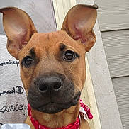Clove joined the competition — help win amazing prizes! dog, puppy, close_up, brown_fur, red_collar, ears, pet, animal, outdoor, doorframe, siding, curious, face, canine, young_dog, collar, domestic_animal, portrait, looking, friendly