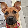 dog, puppy, close_up, brown_fur, red_collar, ears, pet, animal, outdoor, doorframe, siding, curious, face, canine, young_dog, collar, domestic_animal, portrait, looking, friendly