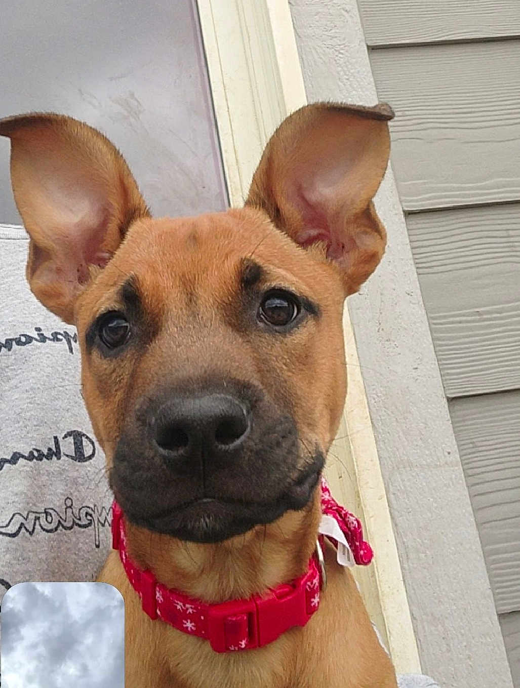 Clove joined the competition — help win amazing prizes! dog, puppy, close_up, brown_fur, red_collar, ears, pet, animal, outdoor, doorframe, siding, curious, face, canine, young_dog, collar, domestic_animal, portrait, looking, friendly
