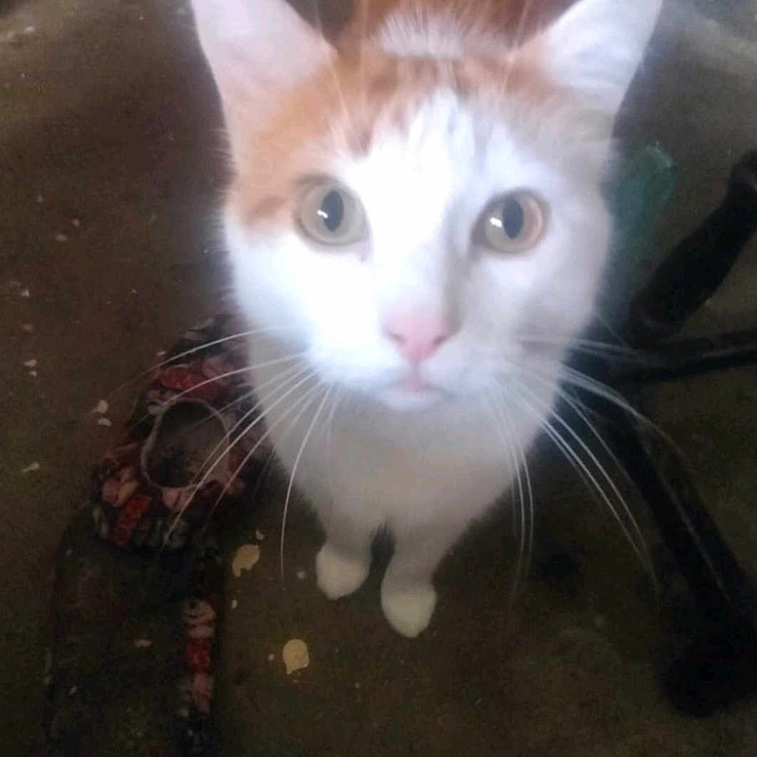Ginger Nut is registered to the contest to win money with this photo: abyssinian, accessories, angora, animal, cat, clothing, face, footwear, head, kitten, leash, manx, person, pet, photography, portrait, sandal, siamese, slate, strap